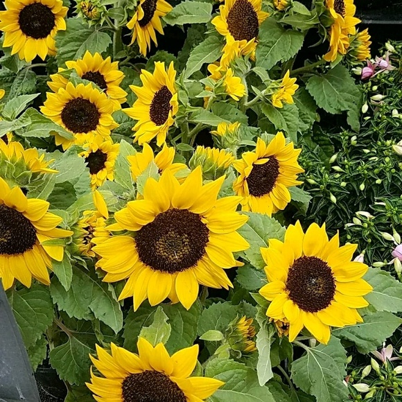 Meet your Posher, Lindsey - Picture 1 of 1